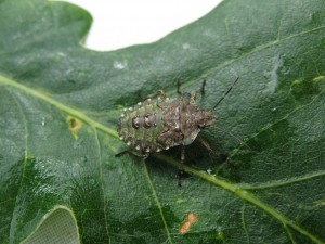 Nymph of Forest Shieldbug on oak leaf